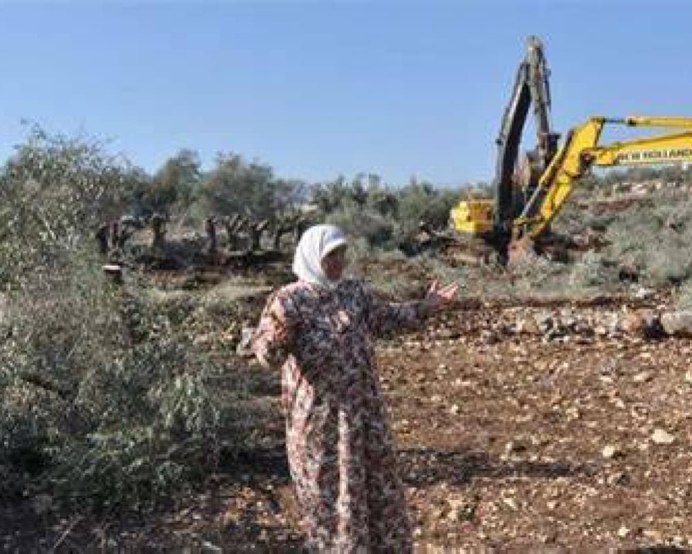 الاحتلال يقتلع عشرات الأشجار المثمرة في اللبن الشرقية