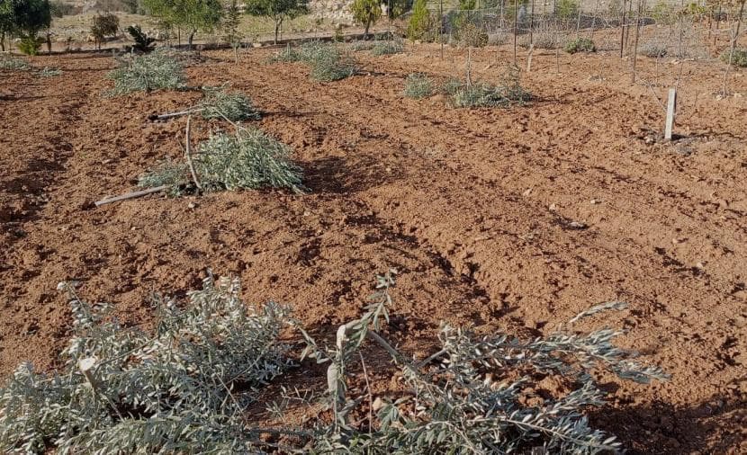 الاحتلال يقتلع عشرات الأشجار المثمرة بنابلس